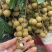 石硖龙眼大量上市，25以上精品皮薄，口感脆甜，质量保证。