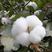 新棉花种子高产抗虫抗病农家基地易种植棉花种籽药用农用庭院