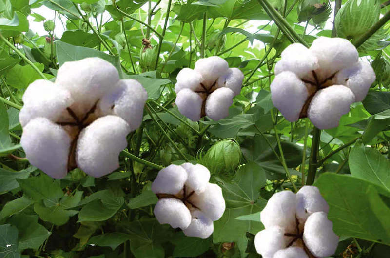 新棉花种子高产抗虫抗病农家基地易种植棉花种籽药用农用庭院