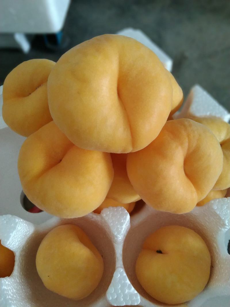山东蒙阴黄金蟠桃毛蟠桃新鲜桃子现摘现发包邮