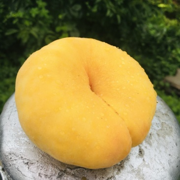 山东蒙阴黄金蟠桃毛蟠桃新鲜桃子现摘现发包邮