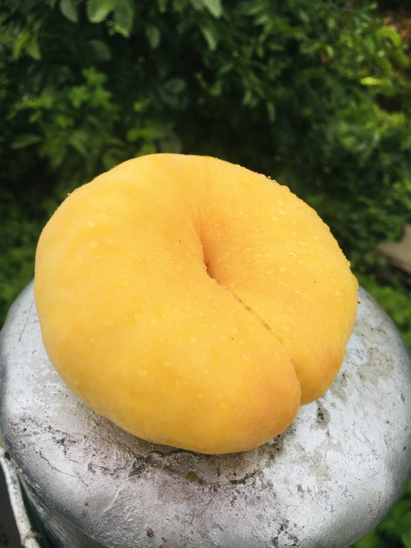 山东蒙阴黄金蟠桃毛蟠桃新鲜桃子现摘现发包邮
