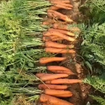 三红萝卜，量大，通货，正品都行