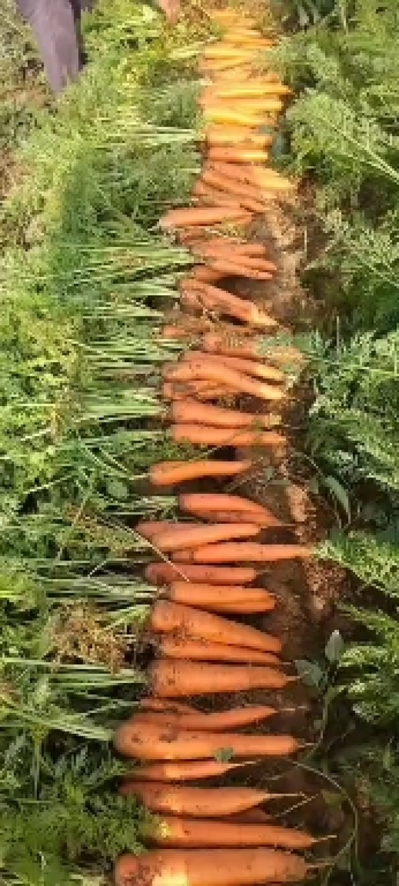 三红萝卜，量大，通货，正品都行