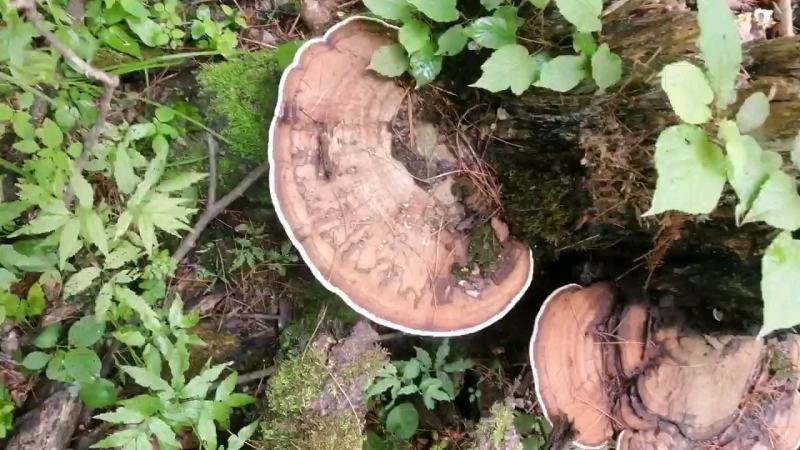 长白山平盖灵芝批发零售支持线上保障交易