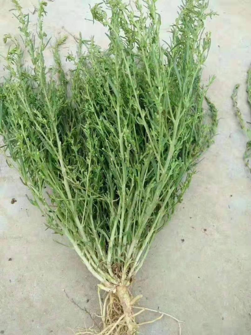 百蕊草种子购销以及药材种子黄芹籽材胡籽购销