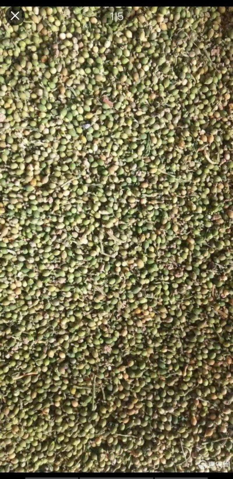 百蕊草种子购销以及药材种子黄芹籽材胡籽购销