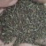 百蕊草种子购销以及药材种子黄芹籽材胡籽购销