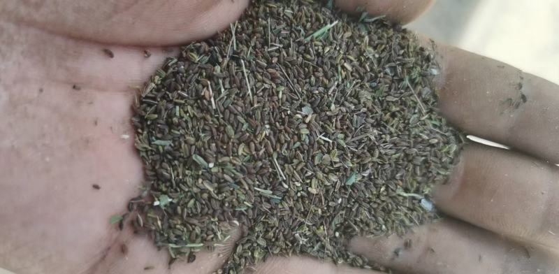百蕊草种子购销以及药材种子黄芹籽材胡籽购销