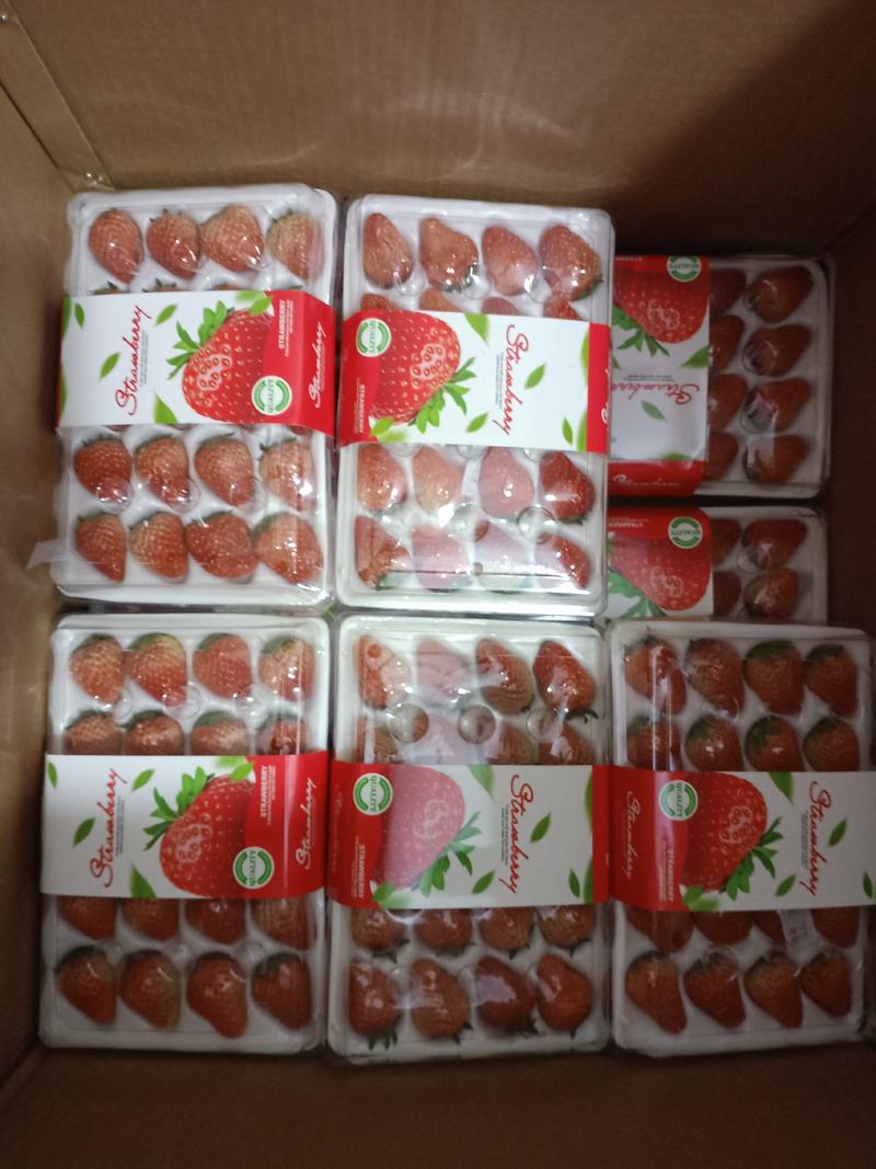 安徽长丰红颜草莓基地欢迎广大客户，精品礼盒装