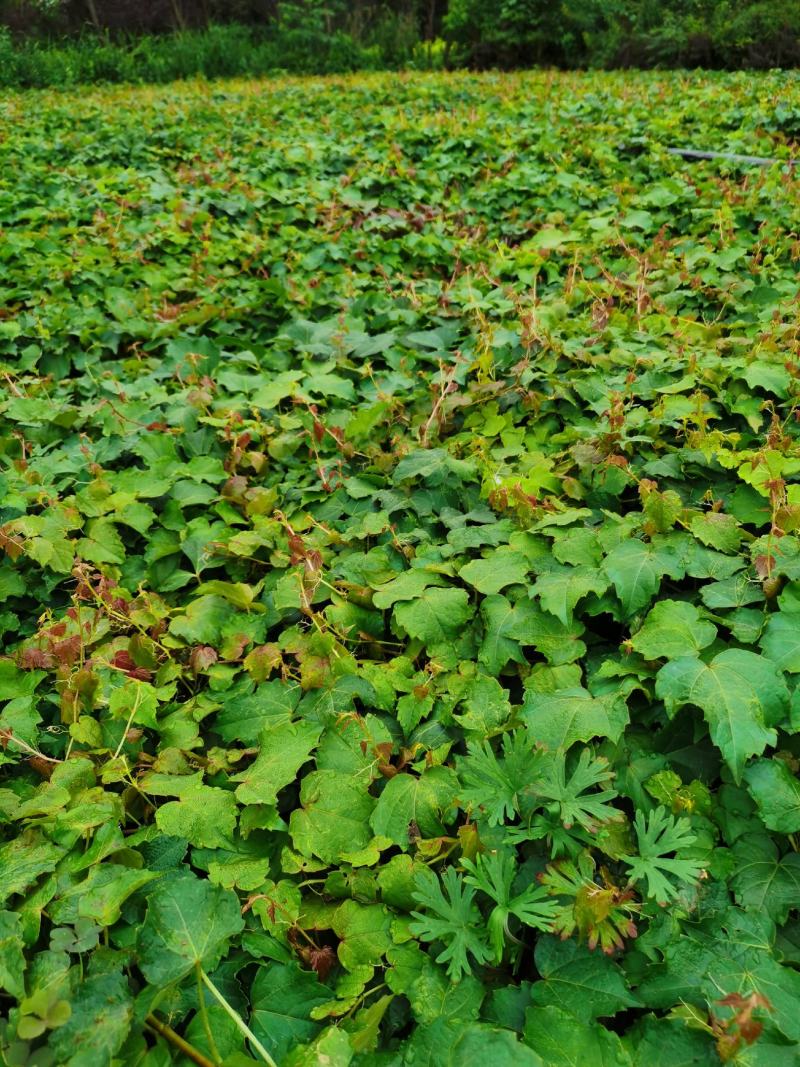 爬山虎基地批发，三叶地锦，五叶地锦爬藤植物，园林护坡绿化
