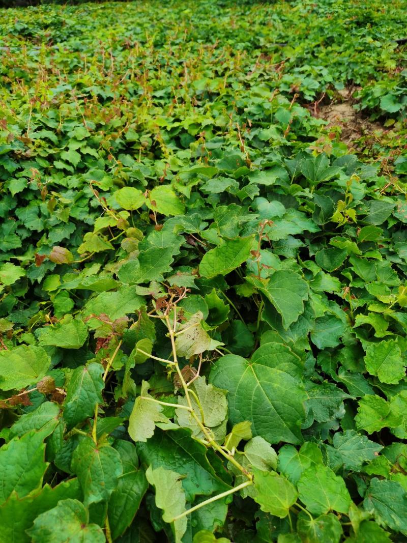 爬山虎基地批发，三叶地锦，五叶地锦爬藤植物，园林护坡绿化