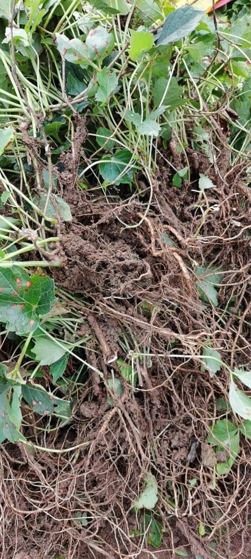 爬山虎基地批发，三叶地锦，五叶地锦爬藤植物，园林护坡绿化