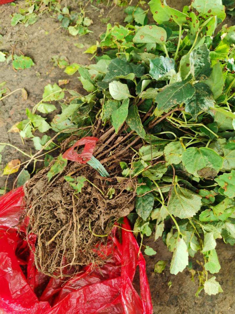 爬山虎基地批发，三叶地锦，五叶地锦爬藤植物，园林护坡绿化