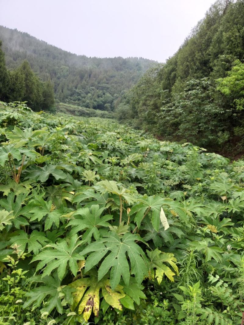 基地通草甩卖