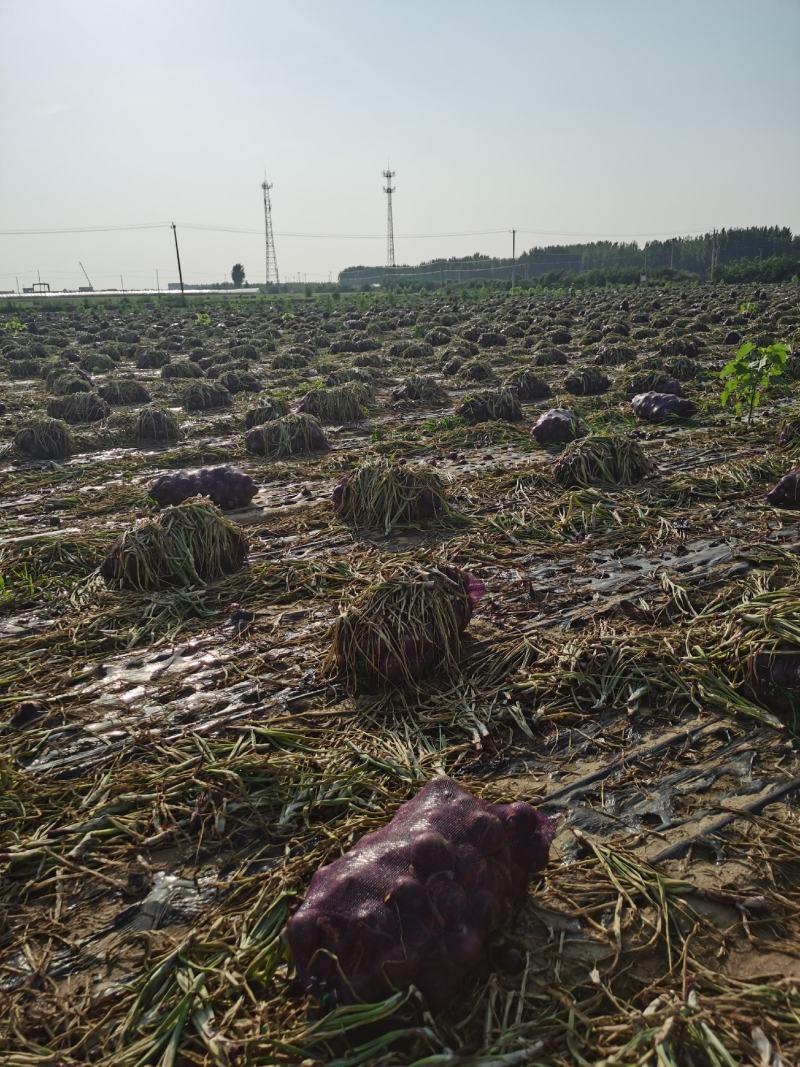洋葱，千亩基地，直属代理