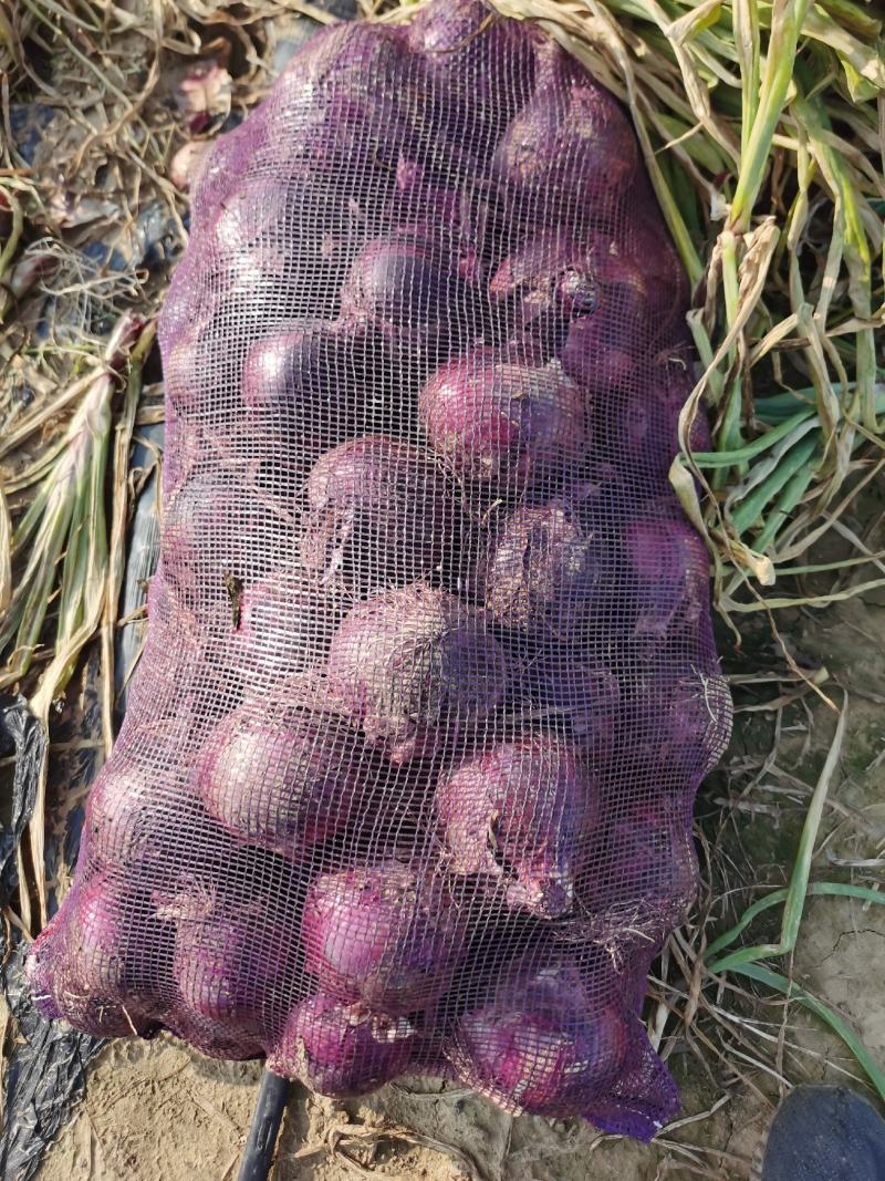 洋葱，千亩基地，直属代理