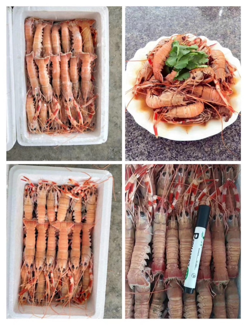 包邮海捕海鳌虾深海小龙虾新鲜海龙虾海鳌虾刺身龙虾
