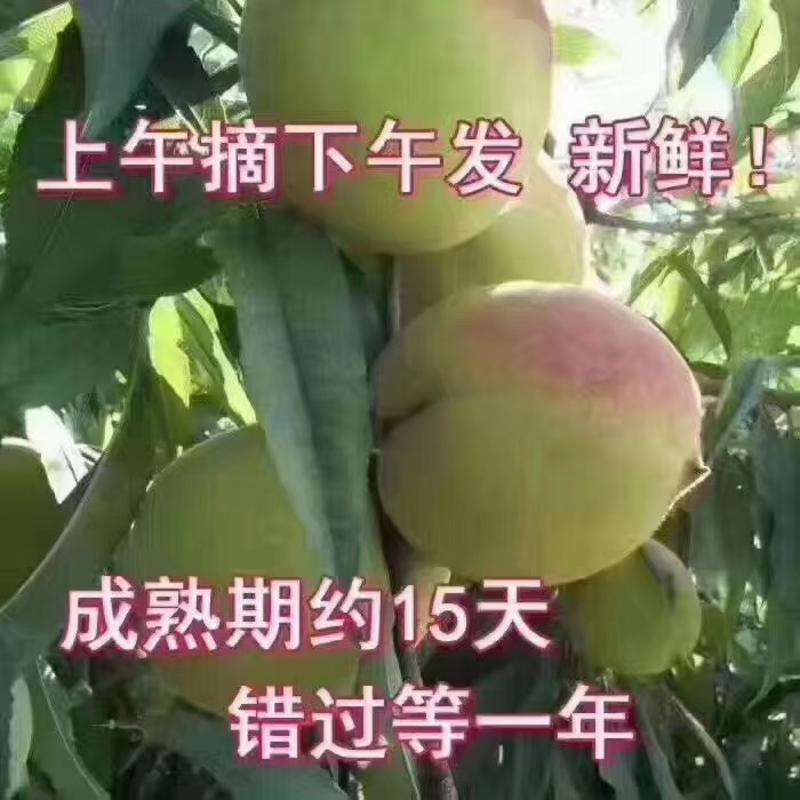 广东河源连平鹰嘴桃蜜桃，脆，甜，零售批发一件代发