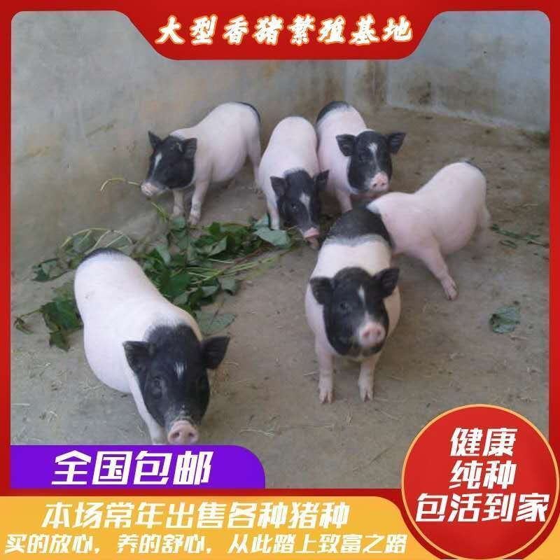 巴马香猪小香猪幼崽怀孕母猪种公猪基地直发活猪