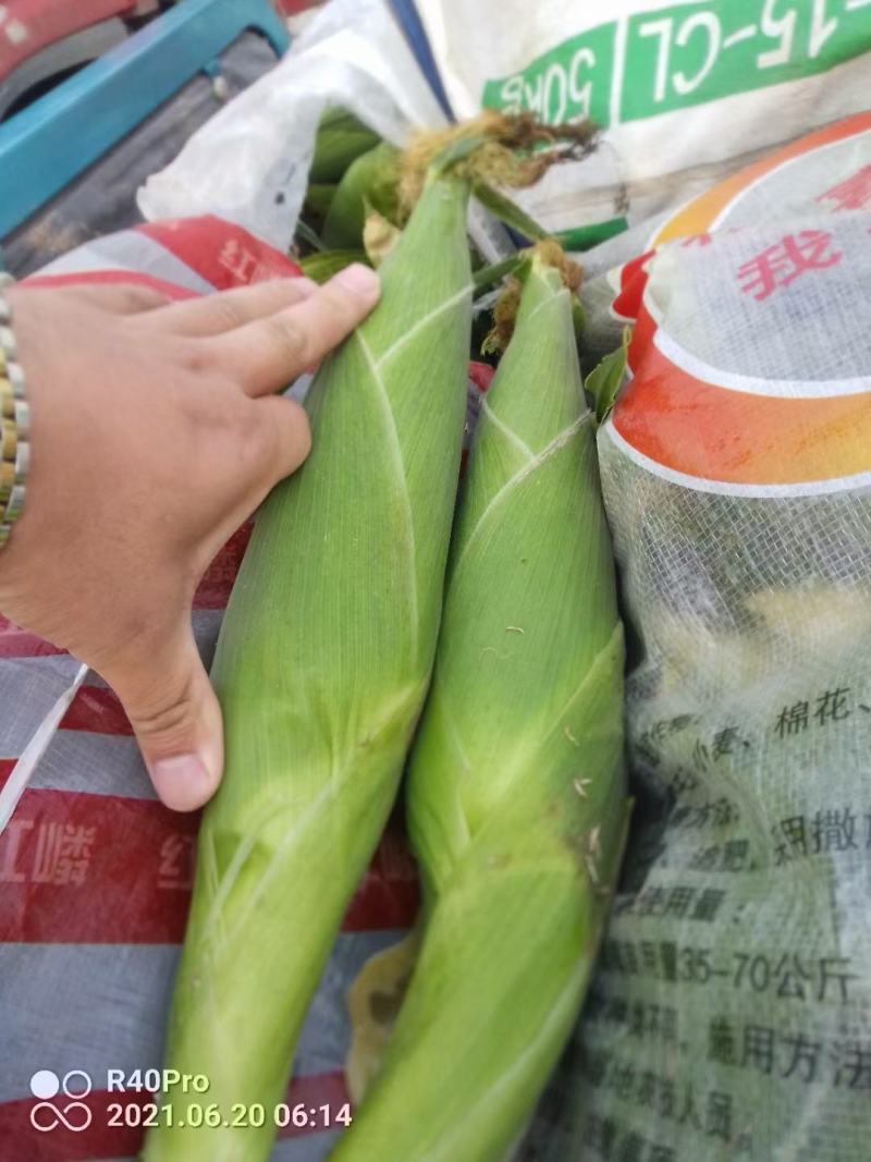 大棒甜糯鲜玉米来喽