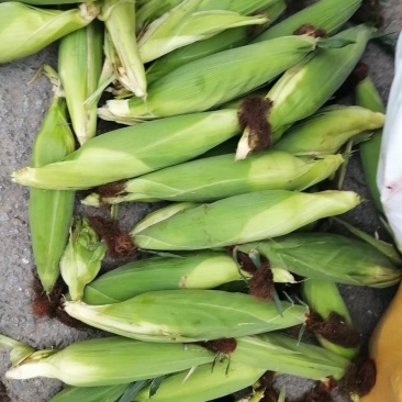 大棒甜糯鲜玉米来喽