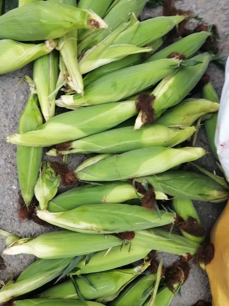 大棒甜糯鲜玉米来喽