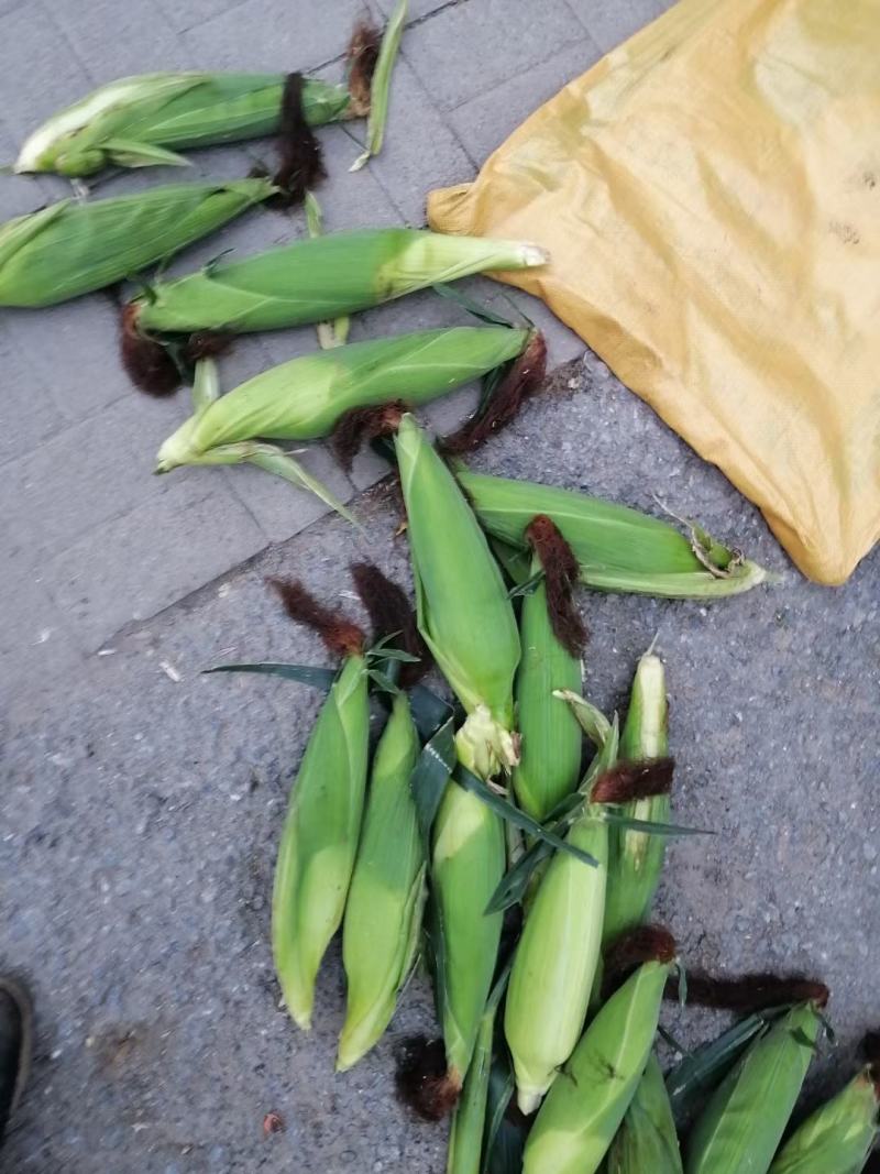 大棒甜糯鲜玉米来喽