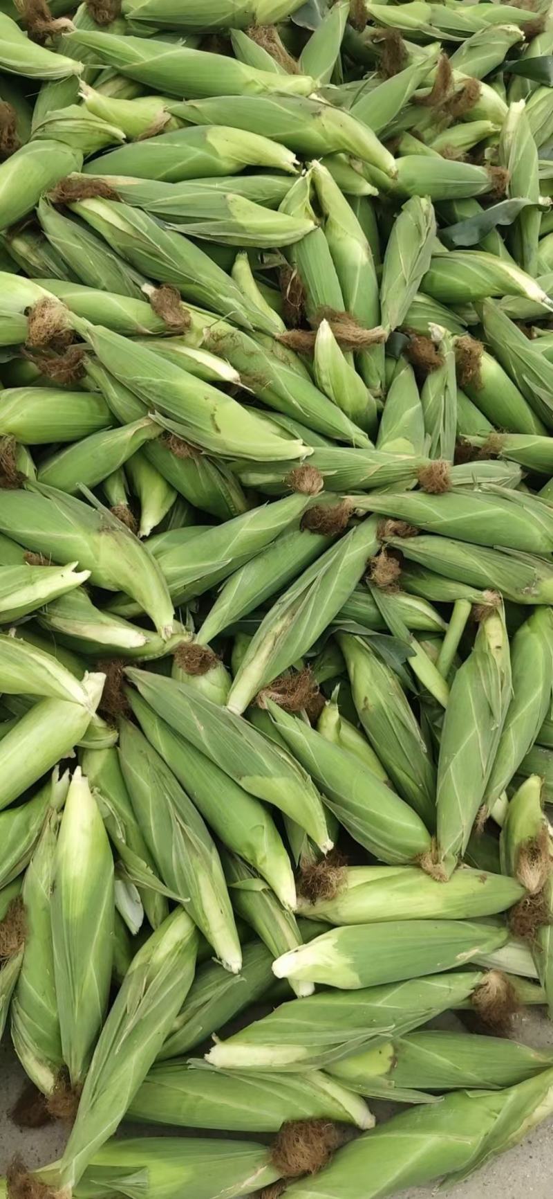 大棒甜糯鲜玉米来喽
