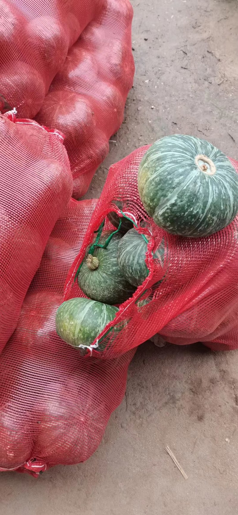 绿禾菜业基地大量供应（市场货、电商货）精品板栗南瓜