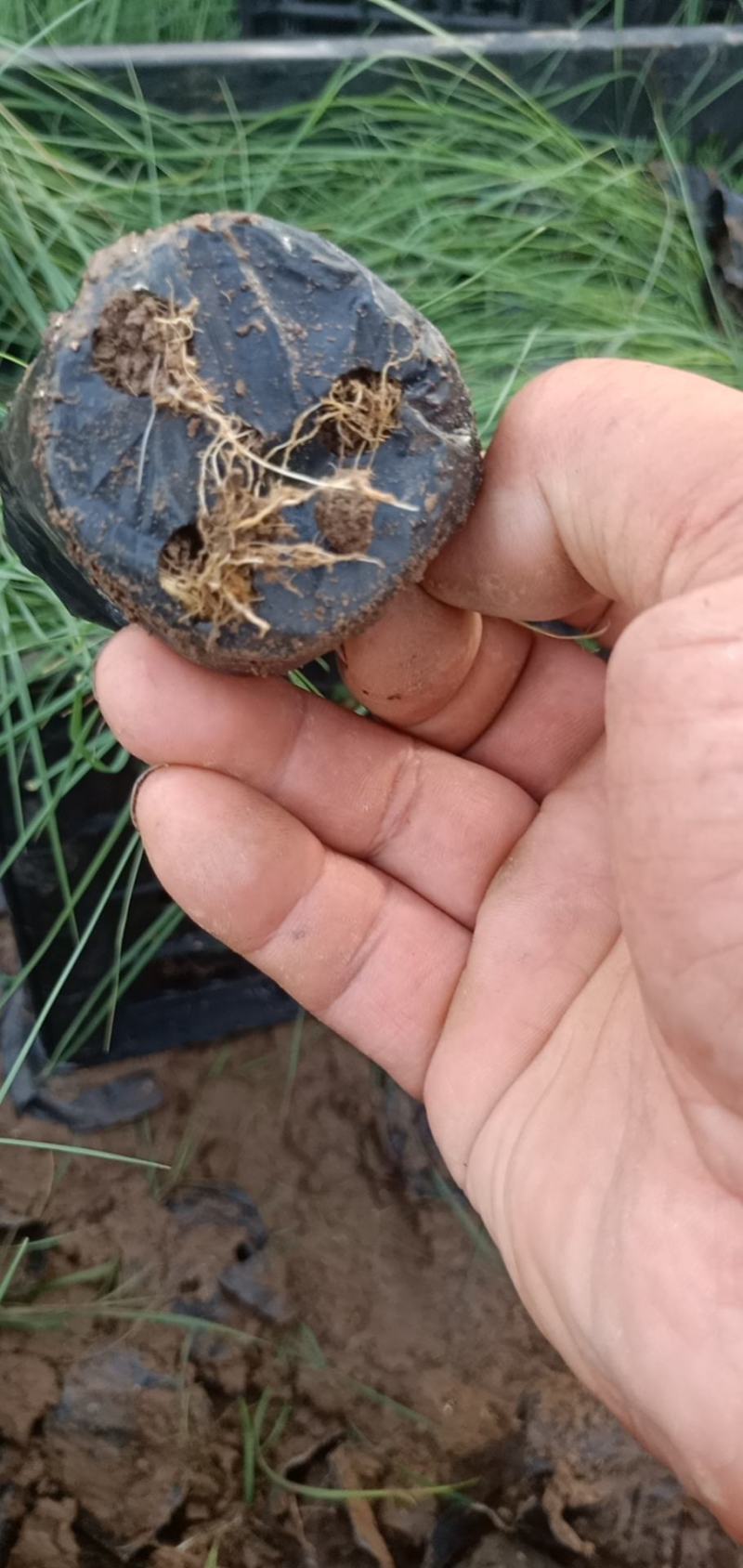 粉黛乱子草皮桶苗质优价廉基地直发欢迎咨询