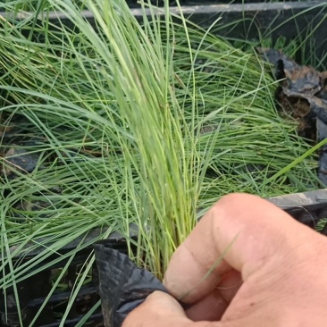 粉黛乱子草皮桶苗质优价廉基地直发欢迎咨询
