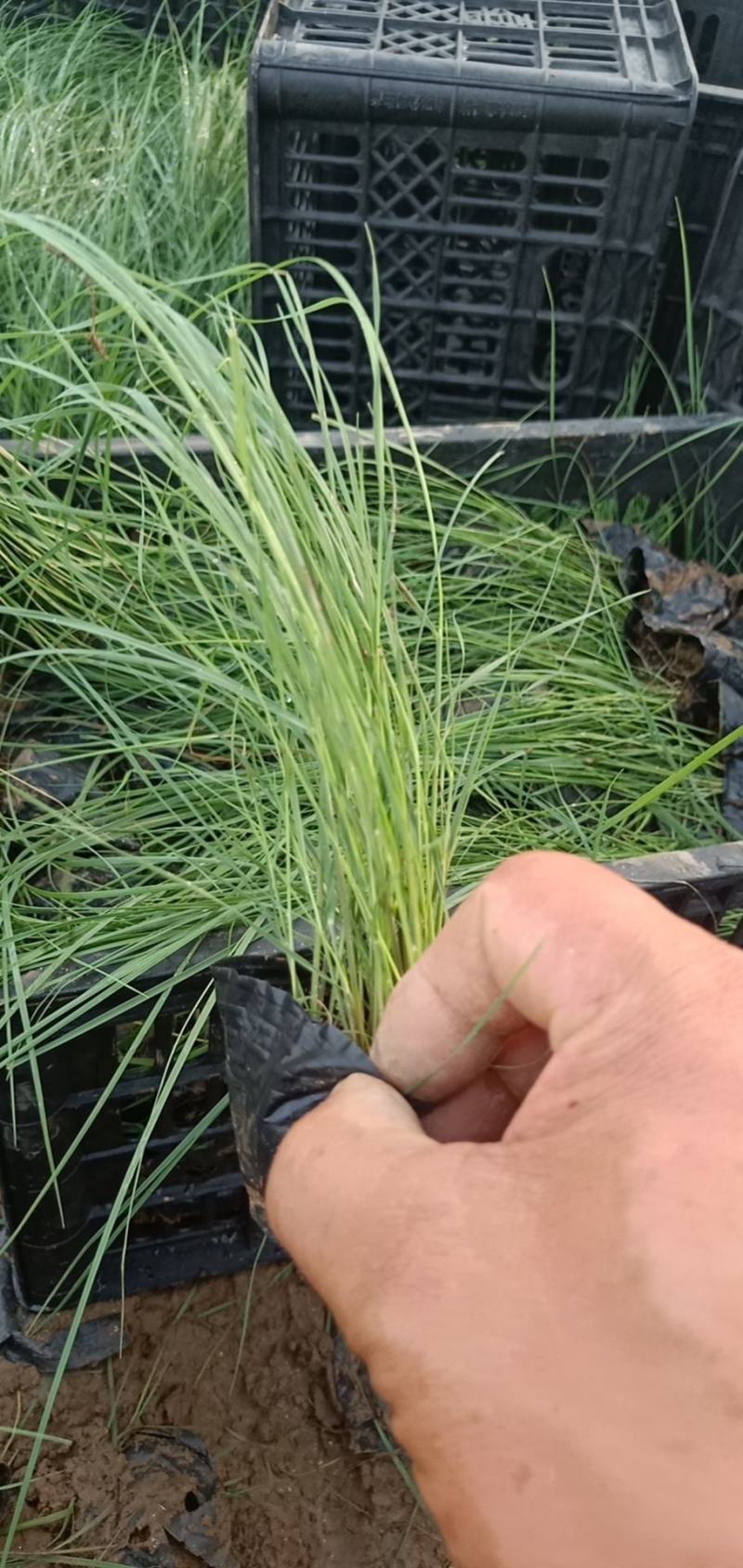 粉黛乱子草皮桶苗质优价廉基地直发欢迎咨询