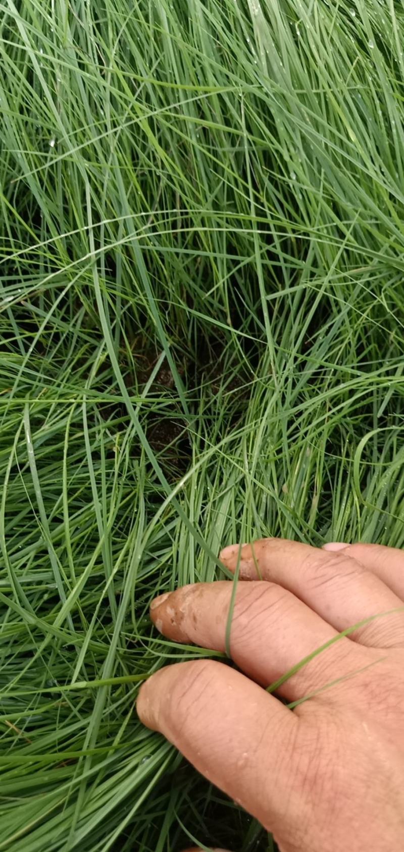 粉黛乱子草皮桶苗质优价廉基地直发欢迎咨询