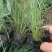 粉黛乱子草皮桶苗质优价廉基地直发欢迎咨询