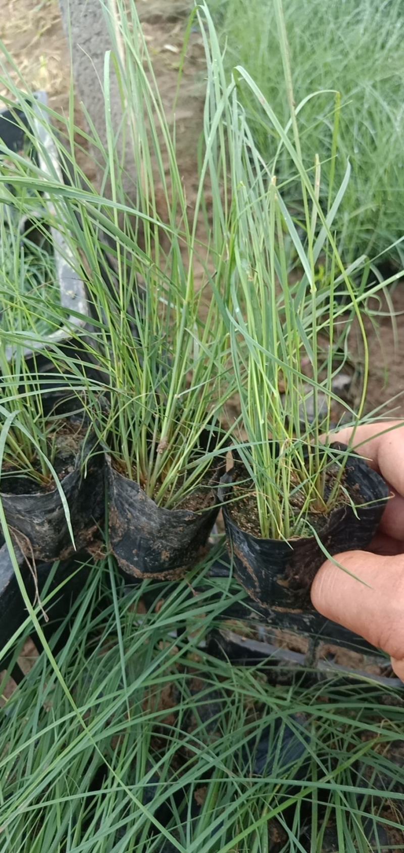 粉黛乱子草皮桶苗质优价廉基地直发欢迎咨询