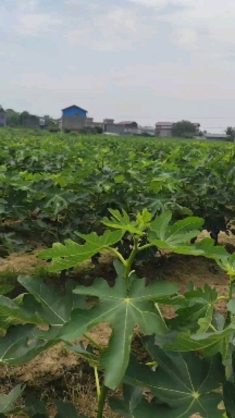 无花果新鲜水果可供电商商超市场一件代发产地直发四川成都