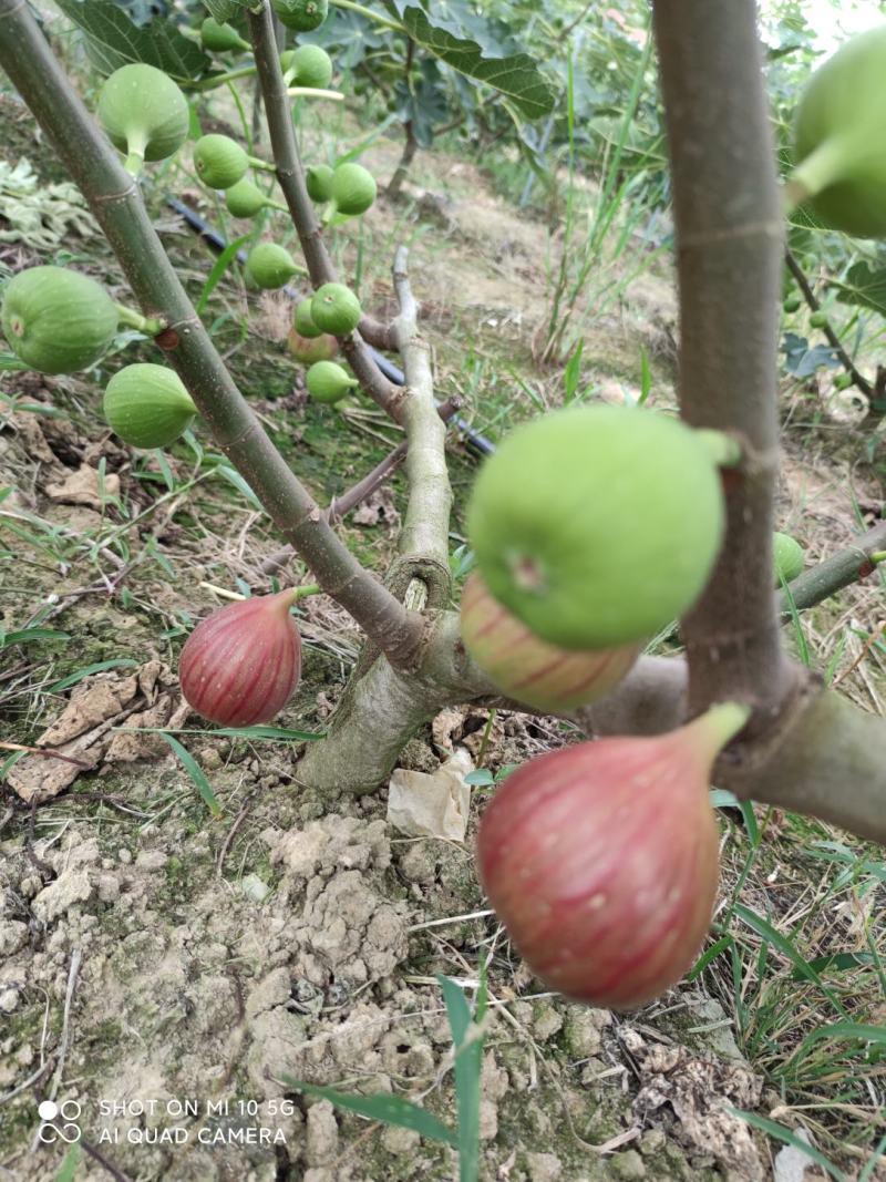 无花果新鲜水果可供电商商超市场一件代发产地直发四川成都