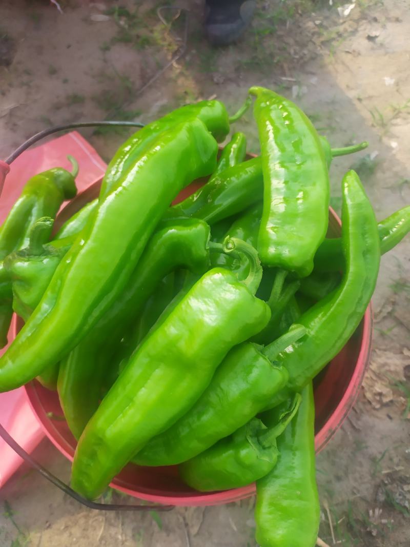 青椒，尖椒，太空椒大量上市，价格美丽