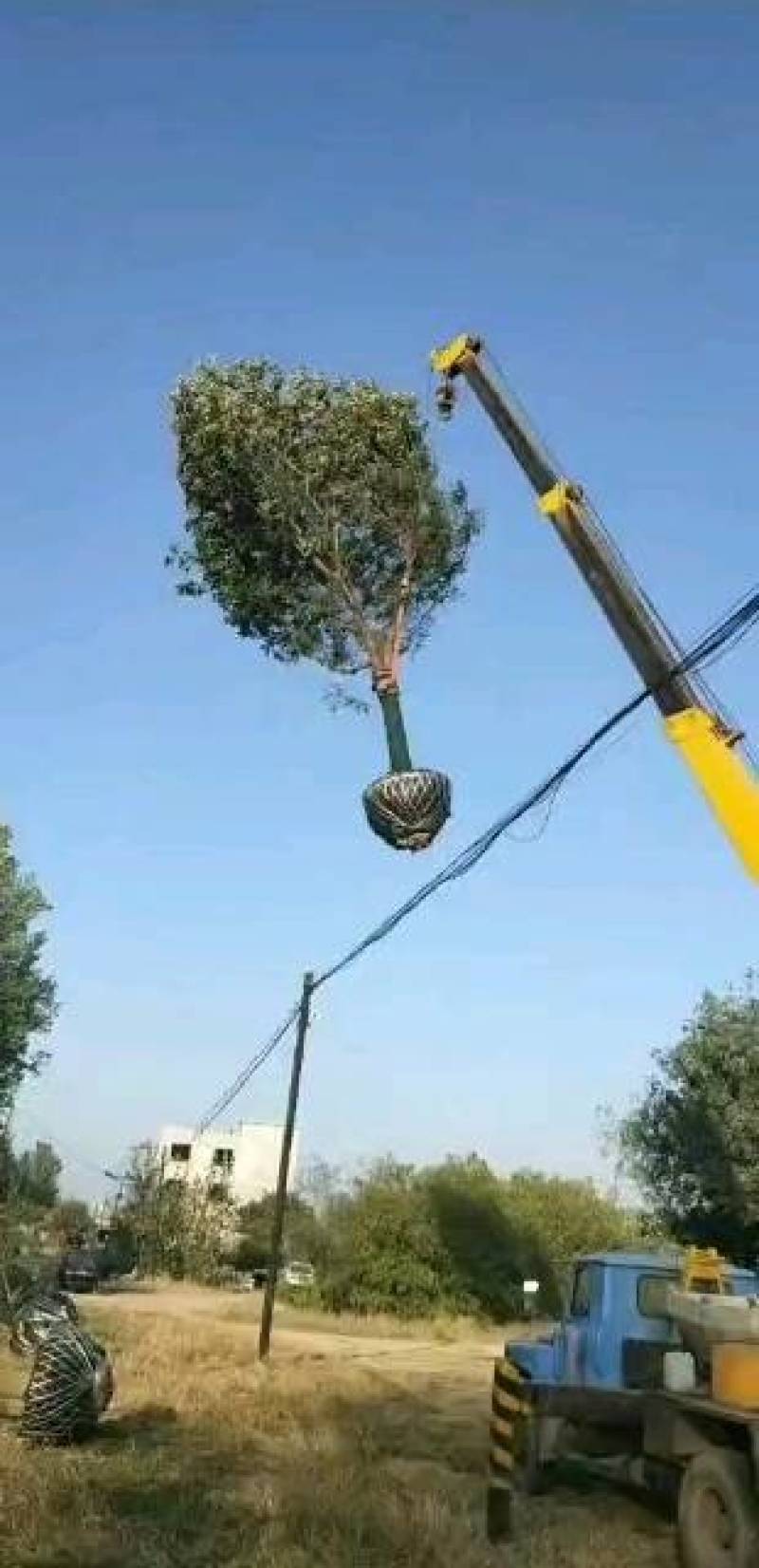 沧州精品国槐大量现货供应
