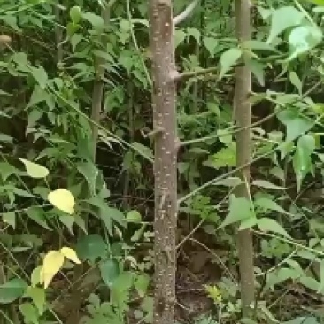 大量出售优质青梅苗一块钱一颗量大从优！欢迎订购咨询