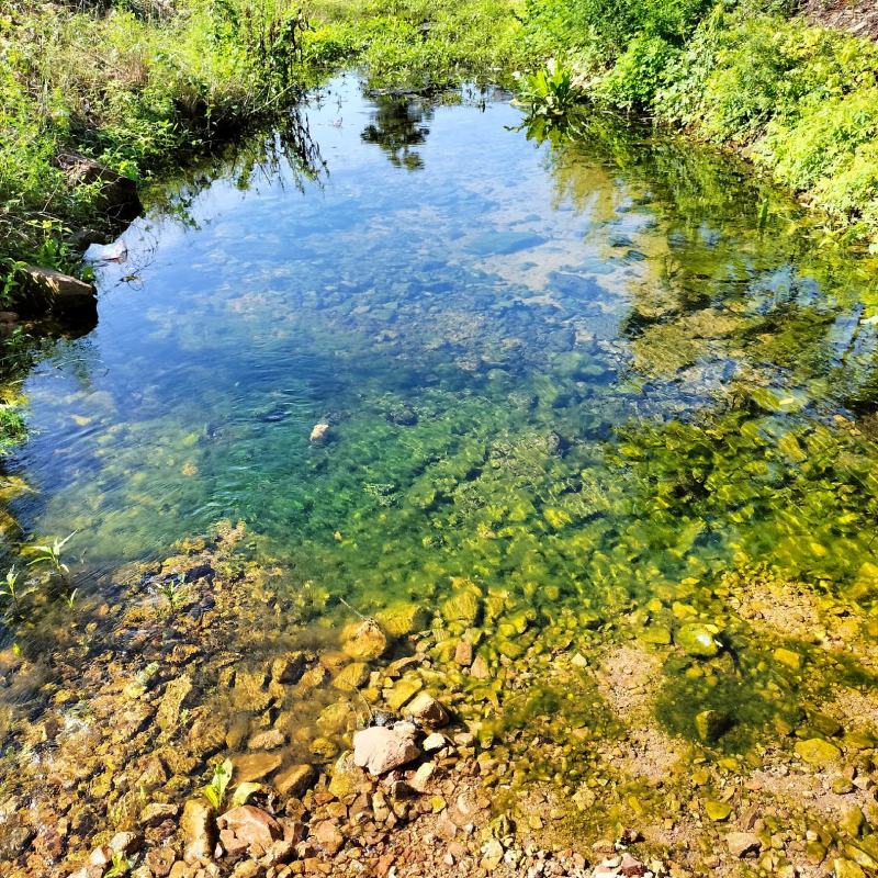 自己家养殖蜜蜂，采百花蜂蜜，无任何添加，营养全面
