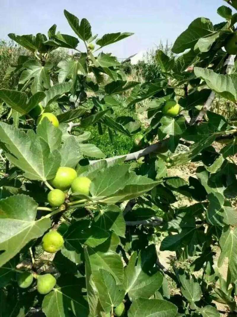 威海青皮无花果，自家果园，顺丰包邮，代办，代发