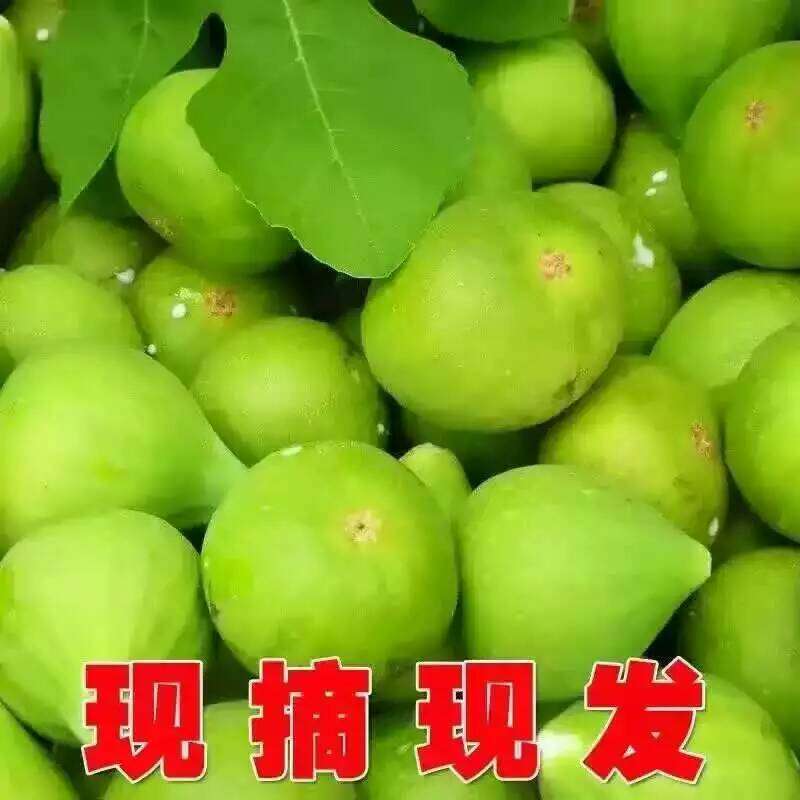 威海青皮无花果，自家果园，顺丰包邮，代办，代发