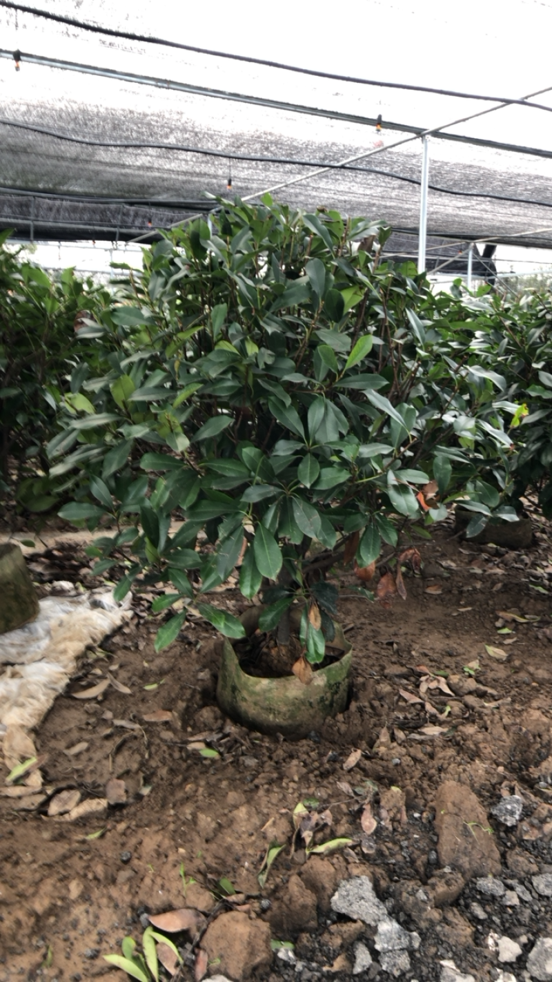 石楠，石楠树优质石楠球石楠树