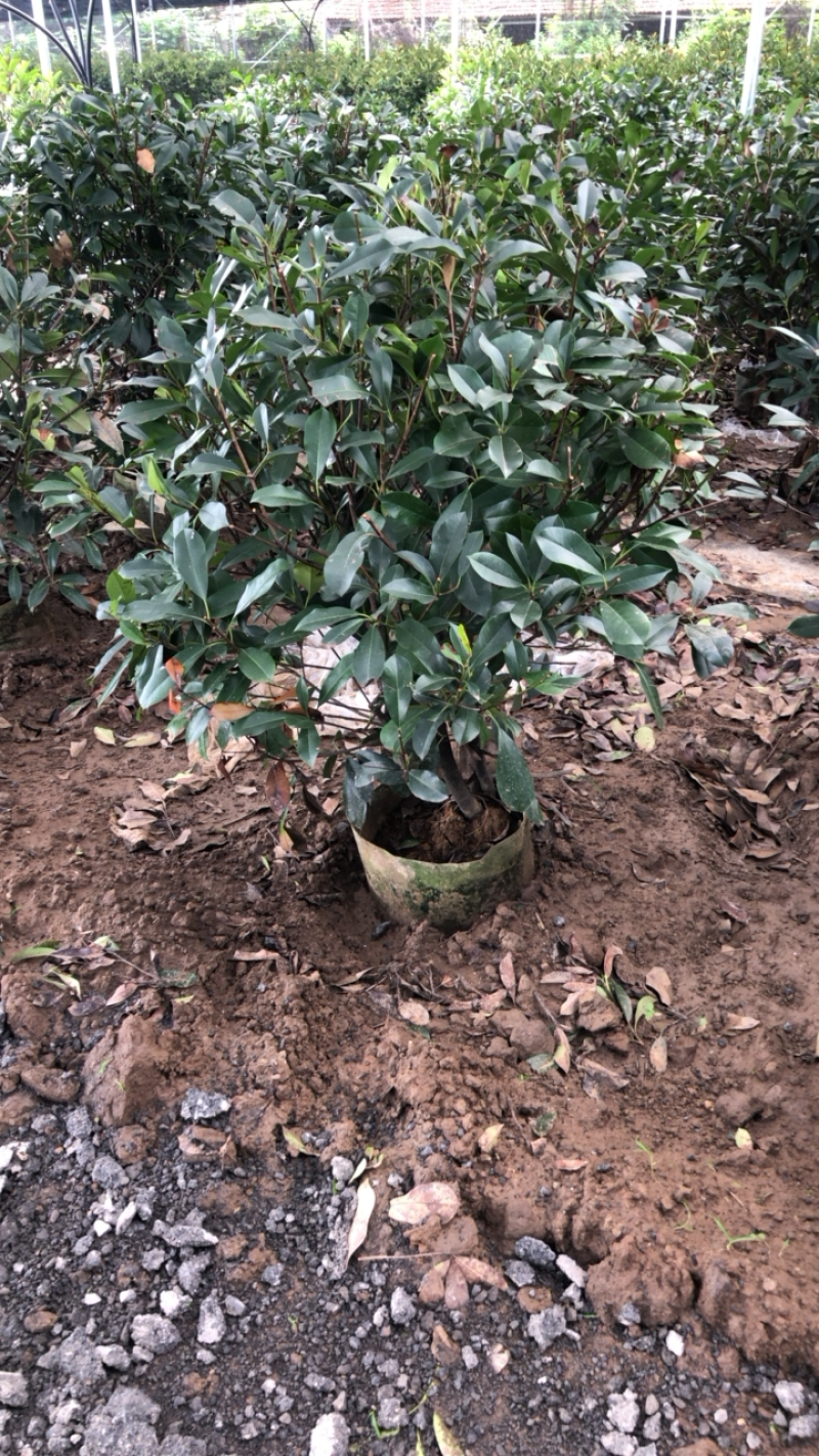 石楠，石楠树优质石楠球石楠树