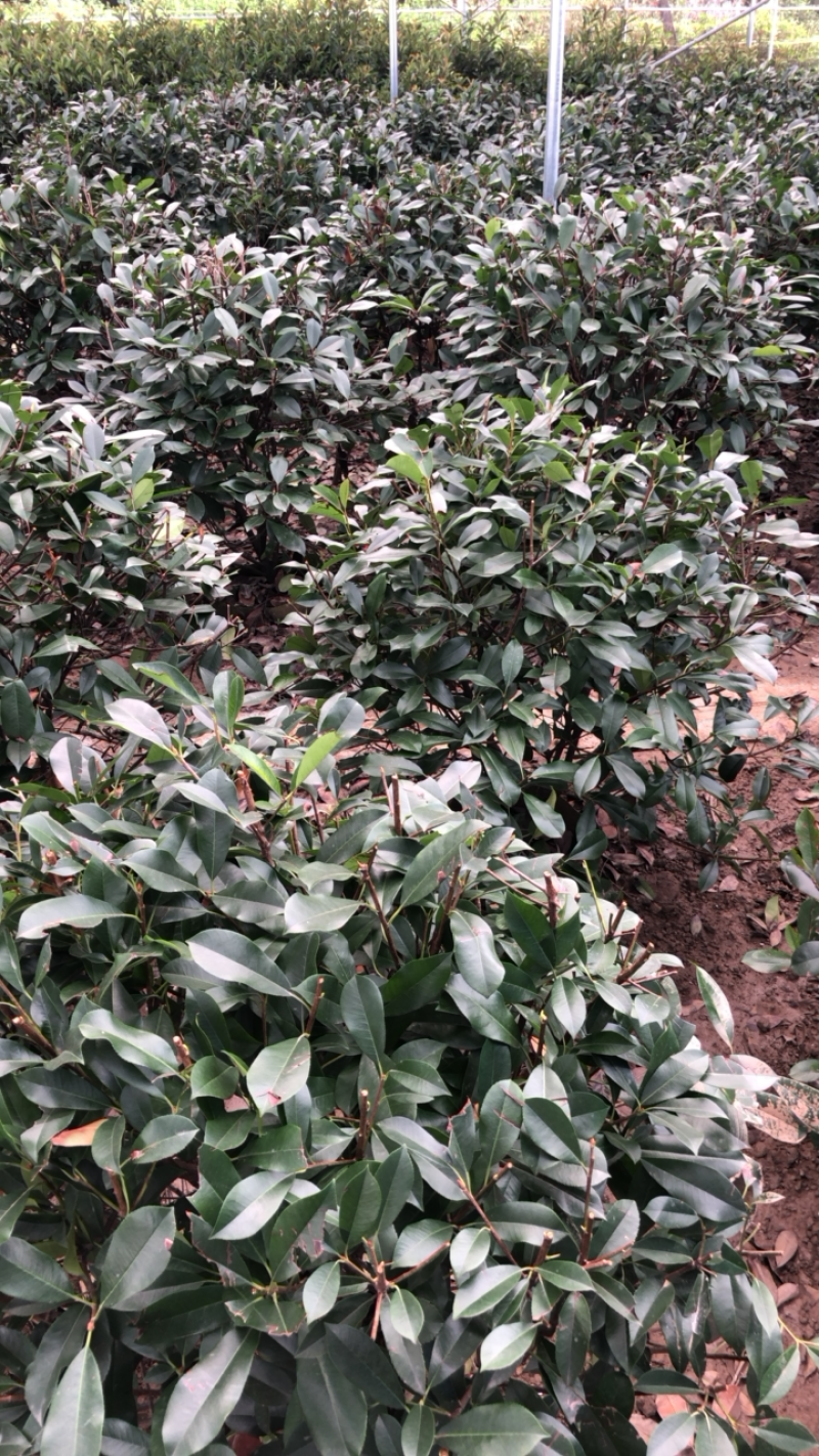 石楠，石楠树优质石楠球石楠树
