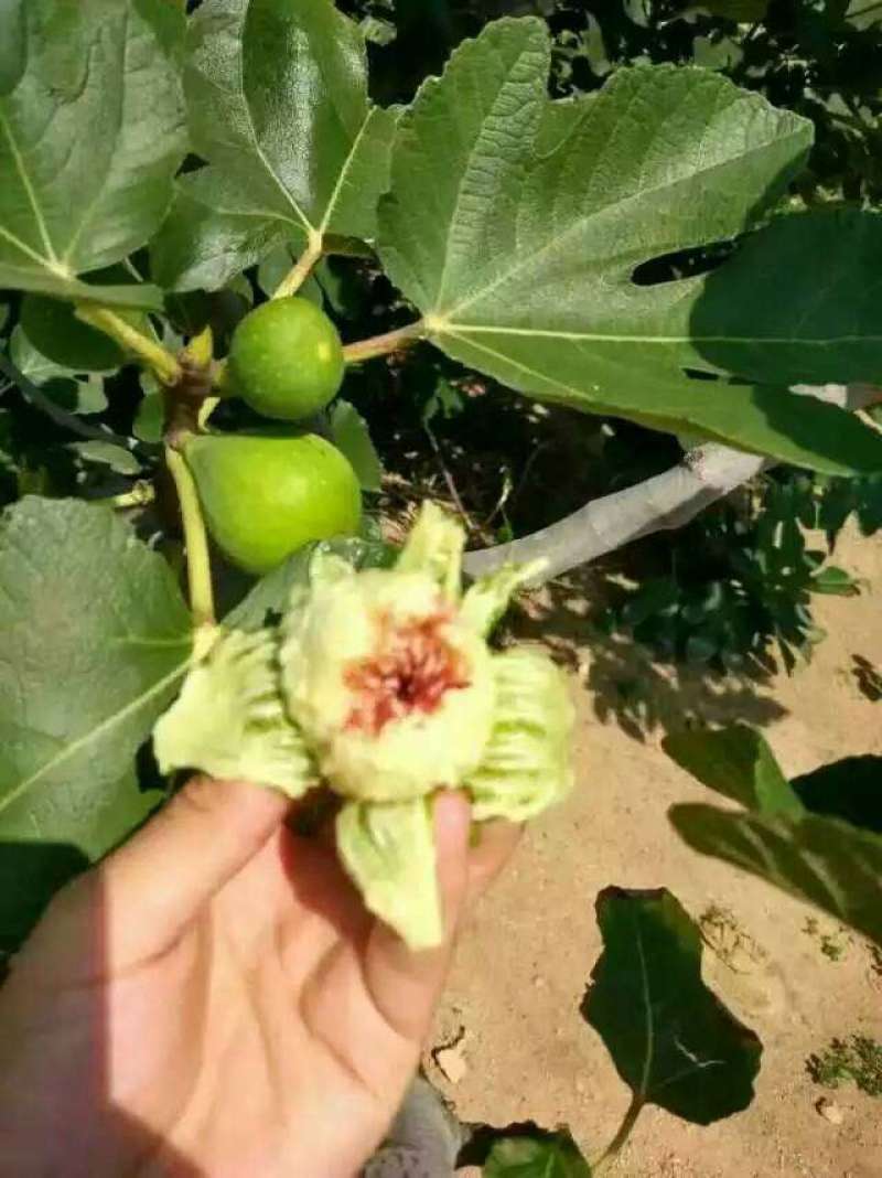 威海青皮无花果，自家果园，顺丰包邮，代办，代发