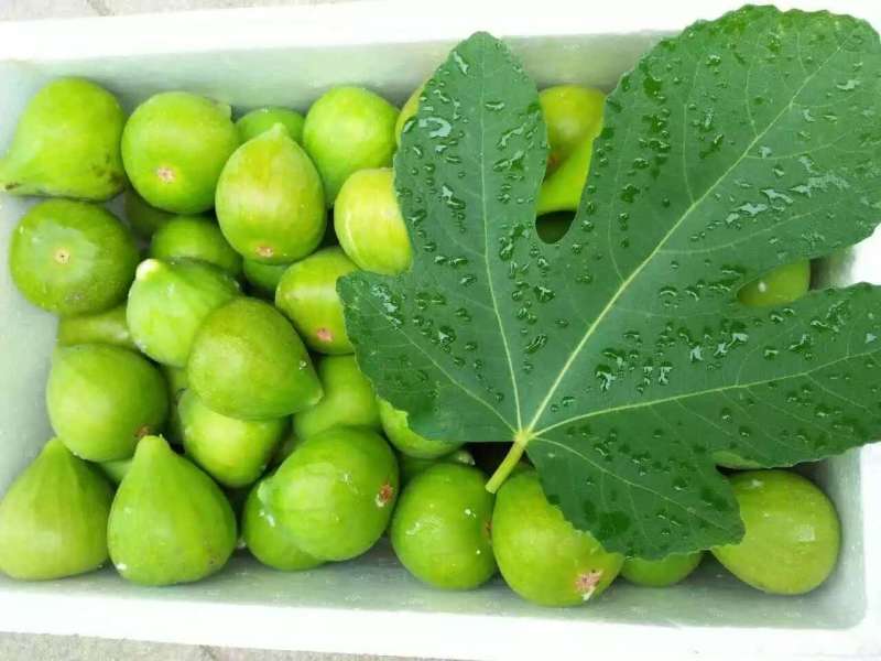 威海青皮无花果，自家果园，顺丰包邮，代办，代发