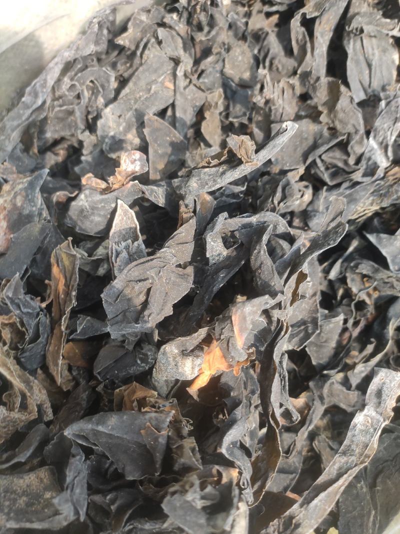昆布干净无杂质常年经营各种中药材